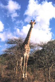 giraffe-itala.jpg