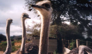 Ostrich-Heads.jpg