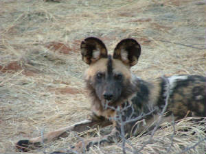 WilddogsinMadikwe.JPG