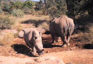 entabeni-rhino.jpg