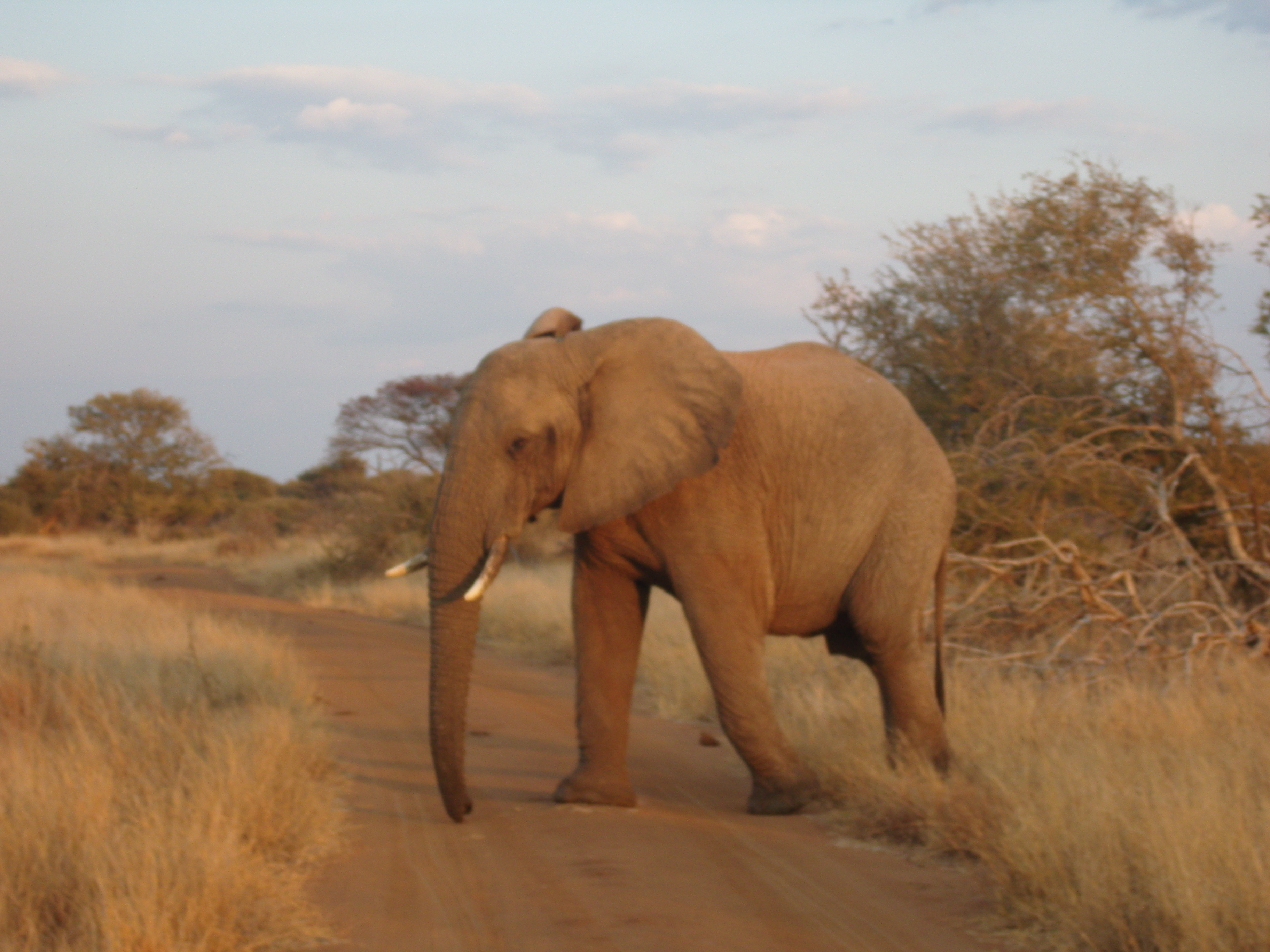 ElephantinMadikwe.JPG