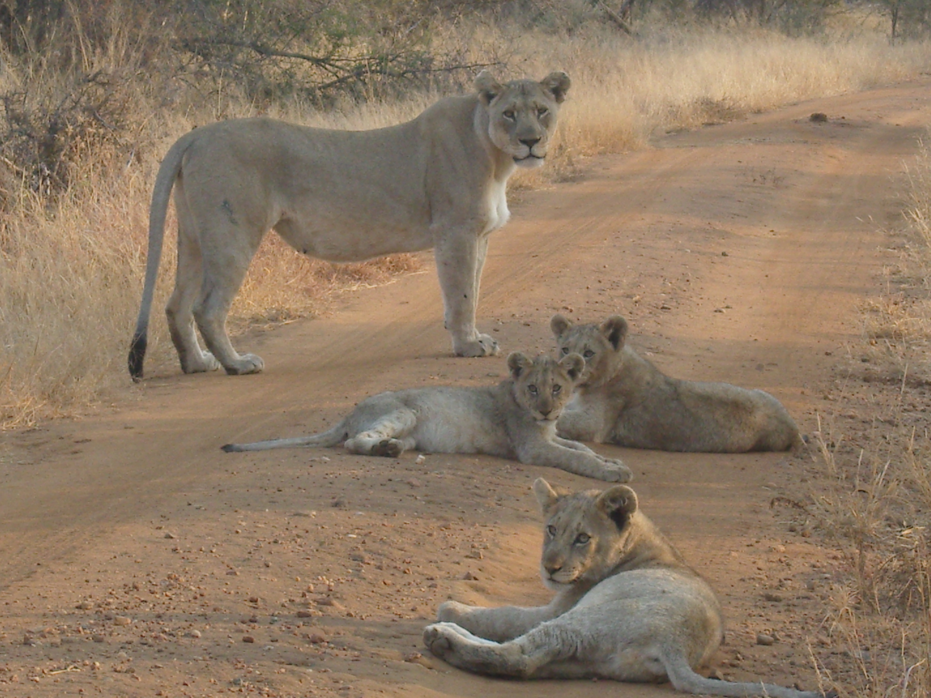 LionfamilyinMadikwe.JPG