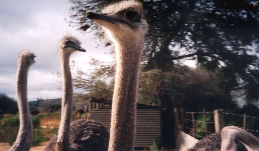 Ostrich-Heads.jpg