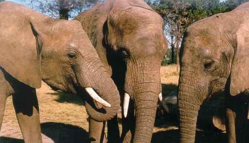 elephants3.jpg