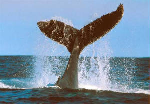 Whale-Tail.jpg